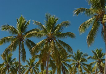 Obraz premium Azure Canopy