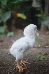 A fluffy white chick stands on earthy ground, its soft down and delicate features captured in a natural outdoor setting with subtle green foliage in the background.