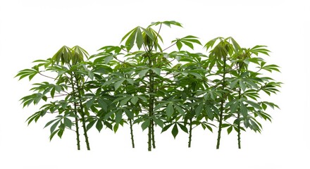 Obraz premium Lush Manioc Plants on a Clean White Backdrop for Versatile Use