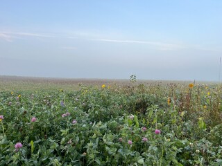 field with fog