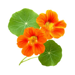 Orange nasturtium flowers with green leaves