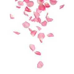 Petal Drift: Softness in Motion