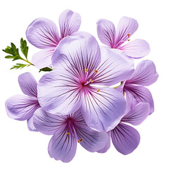 A group of purple flowers isolated on transparent background, png