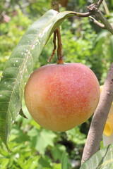 mango on tree in farm for sell