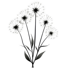 Dandelions on black background isolated on transparent background, png