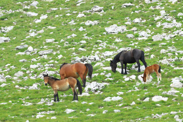Horse's pasture in nature