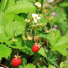 Fresh and sweet wild strawberries 