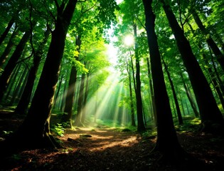 Sunbeams illuminate lush green forest path