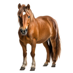 Obraz premium A chestnut horse standing isolated on transparent background, png
