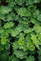 Close up of homegrown salads in garden during morning dew
