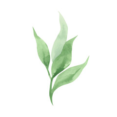 Green long leaf of plant, flower. Watercolor