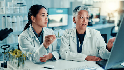 Scientist, women and cannabis in petri dish with talking with computer, study or sample at pharma...