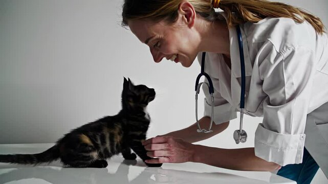 Veterinarian interacts with a playful tortoiseshell kitten on a white surface, engaging in gentle play and building trust through positive reinforcement