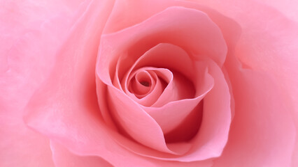 There’s a gentle rhythm to the way the petals turn inward, their velvety peach hues creating an elegant spiral that feels like a meditation on softness and the poetry of nature’s quiet moments.