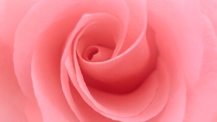 Blurred for background.Close-up shot of a brignt pink rose for background.