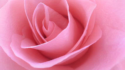This peach-colored rose, in full close-up, reveals the art of nature’s layering, each petal gently resting upon the next in a swirl that spirals toward the flower.