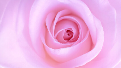 Blurred for background.The pastel rose fills the frame, its full bloom softened by gentle blur, radiating calm and beauty.