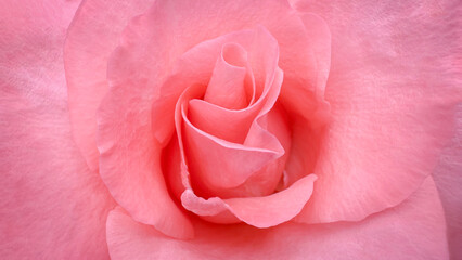 Blurred for background.A peach rose in close-up displays soft petals curled inward like a quiet whisper of elegance.