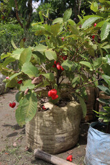 red jamrul on tree in farm