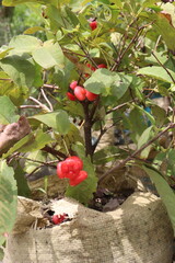 red jamrul on tree in farm