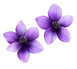 purple flowers isolated on transparent background.