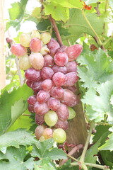 Grape on tree in farm for harvest