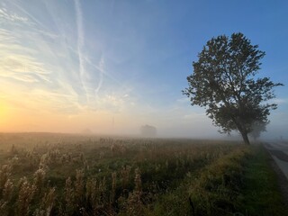 lonely tree in the fog