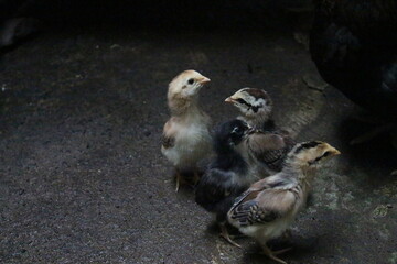 Hen with Chicks Foraging Together. A mother hen is seen foraging for food with her four fluffy chicks in outdoor setting, image showcases rural farm life, animal behavior and maternal instinct in bird