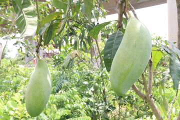 mango on tree in farm for sell