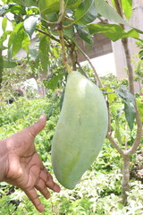 mango on tree in farm for sell