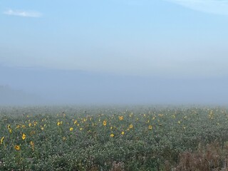sunflowers in the field a misty morning