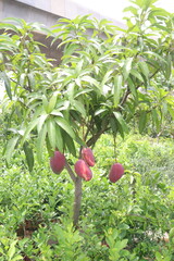 mango on tree in farm for sell