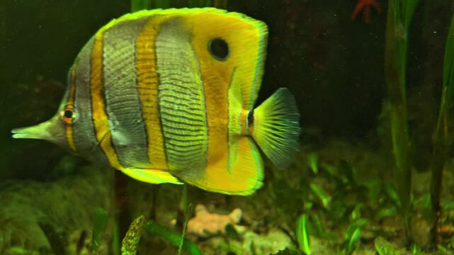 Aquarium with fish, horizontal video Chelmon rostratus