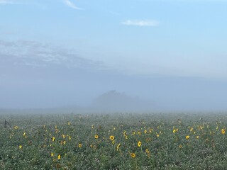 sunflowers in the field a misty morning