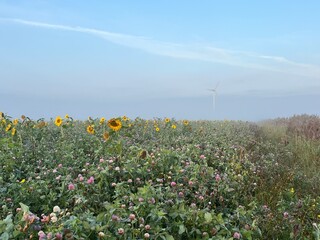 sunflowers in the field a misty morning