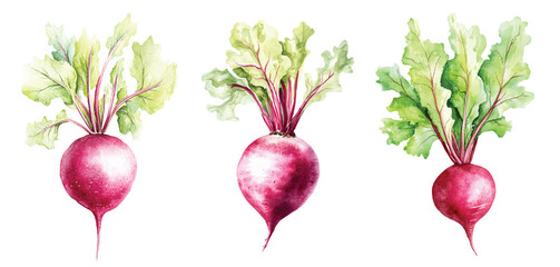 beet Watercolor painted vegetables. Fresh colorful veggies vector illustration