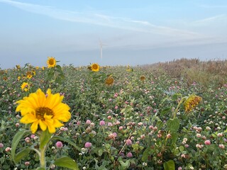 sunflowers in the field a misty morning