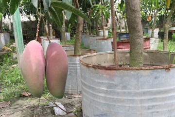 mango on tree in farm for sell