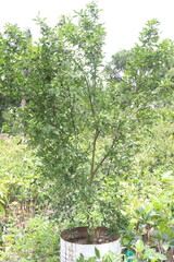 Citrus macroptera on tree in farm