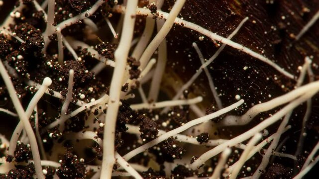Dynamic growth of intricate plant roots in rich soil ecosystem