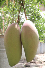 mango on tree in farm for sell