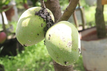 mango on tree in farm for sell