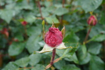 雨に濡れた赤薔薇