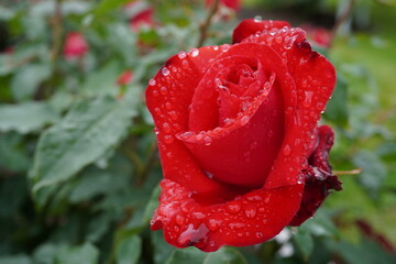 雨に濡れた赤薔薇