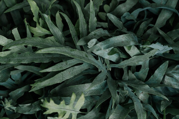 close up of green leaves, natural background