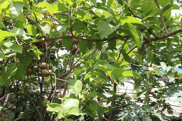 Sapodilla on tree in farm for harvest