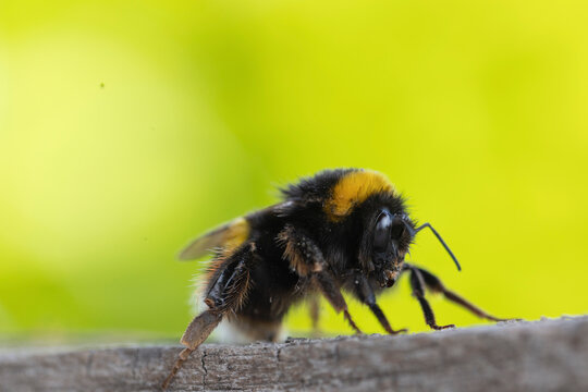 Bumblebee Close-up