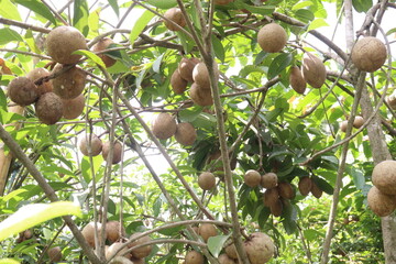 Sapodilla on tree in farm for harvest