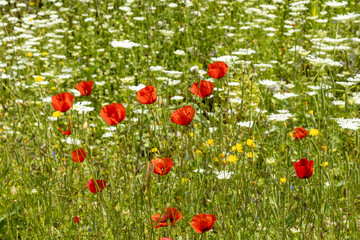 Vibrant red poppies (Papaver rhoeas) blooming among wild meadow flowers in bright spring sunlight. A colorful, natural scene. Turkey, Mediterranean.