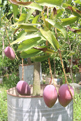 mango on tree in farm for sell